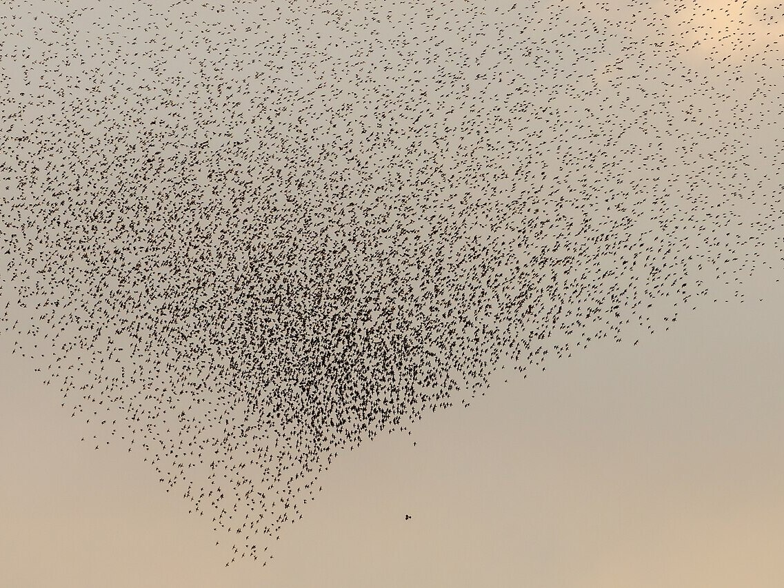 Murmuration of starlings