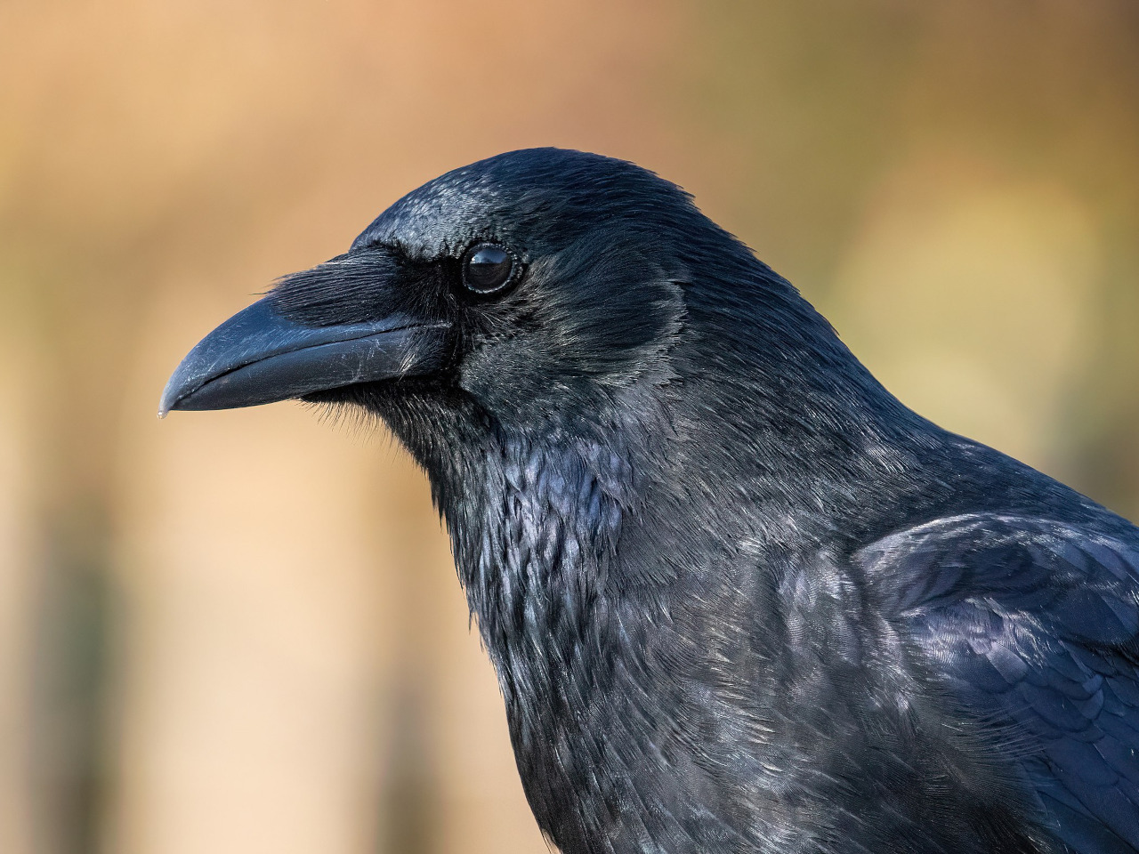 A carrion crow (corvus corone)