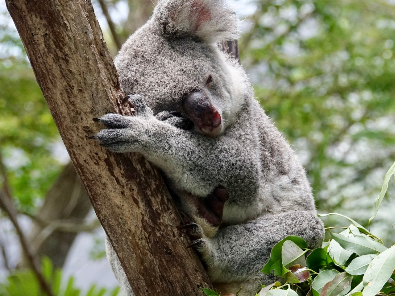 A koala sitting in a eucalyptus tree