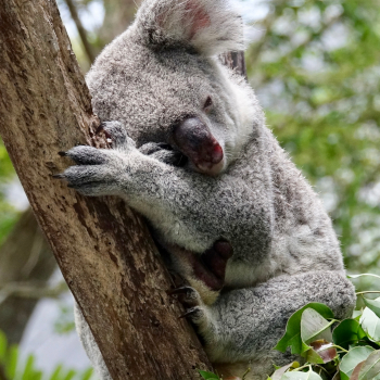 Koalas vs. Crows: An Evolutionary Theory of Software